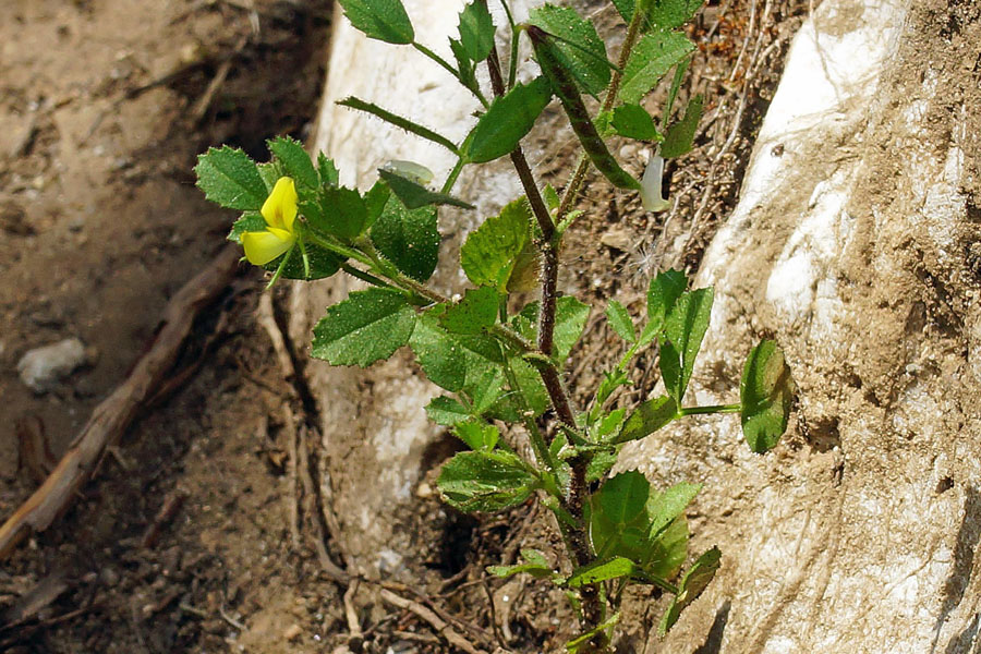 Ononis ornithopodioides/Ononide simile all''uccellina